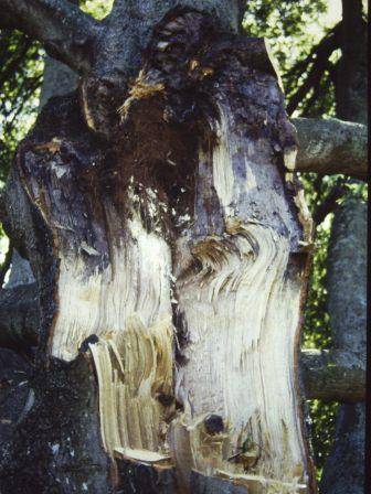 T11814 Quercus palustris 