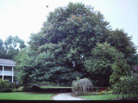 T11814 Quercus palustris 