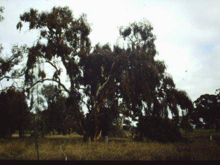 T11817 Eucalyptus leucoxylon