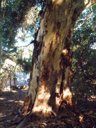 T12174 Eucalyptus cladocalyx