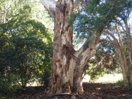 T12174 Eucalyptus cladocalyx