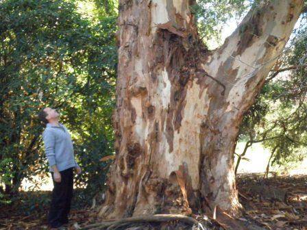 T12174 Eucalyptus cladocalyx
