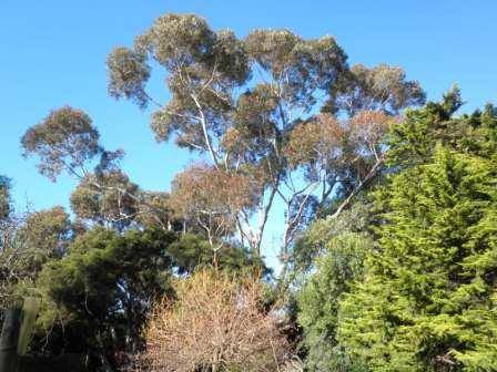 T12174 Eucalyptus cladocalyx