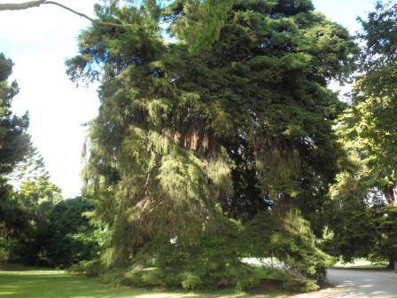 T12168 Hesperocyparis macrocarpa 'Filipendula'