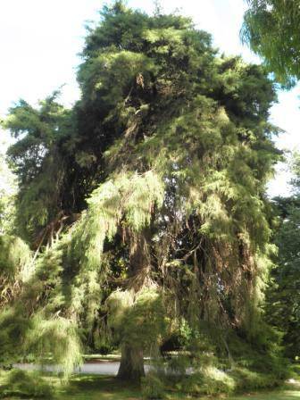 T12168 Hesperocyparis macrocarpa 'Filipendula'