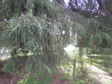 T12168 Hesperocyparis macrocarpa 'Filipendula'