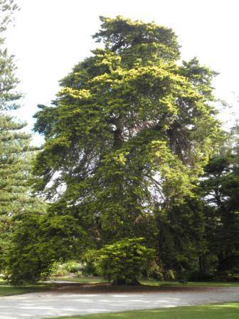 T12169 Hesperocyparis macrocarpa 'Saligna Aurea'