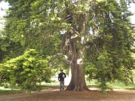 T12169 Hesperocyparis macrocarpa 'Saligna Aurea'