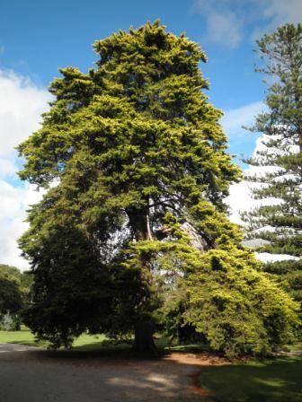 T12169 Hesperocyparis macrocarpa 'Saligna Aurea'