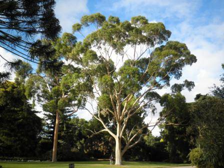 T12170 Corymbia citriodora