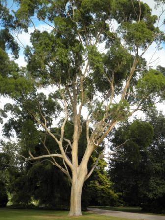 T12170 Corymbia citriodora