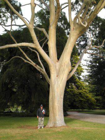 T12170 Corymbia citriodora