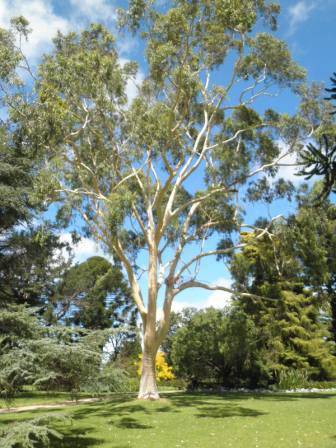 T12170 Corymbia citriodora