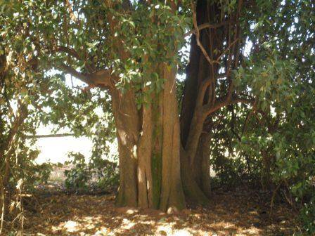 T12173 Lagunaria patersonia subsp patersonia 