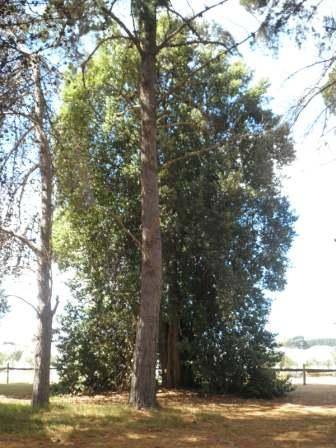 T12173 Lagunaria patersonia subsp patersonia 