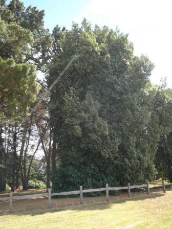 T12173 Lagunaria patersonia subsp patersonia 