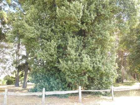 T12173 Lagunaria patersonia subsp patersonia 