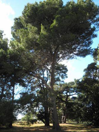 T12171 Pinus halepensis