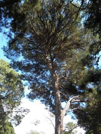 T12171 Pinus halepensis