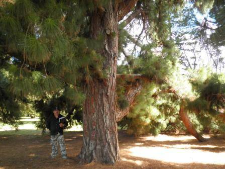 T12172 Pinus canariensis