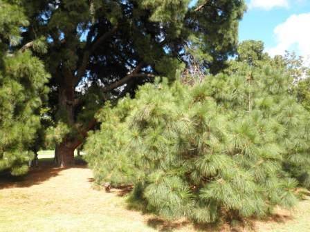 T12172 Pinus canariensis