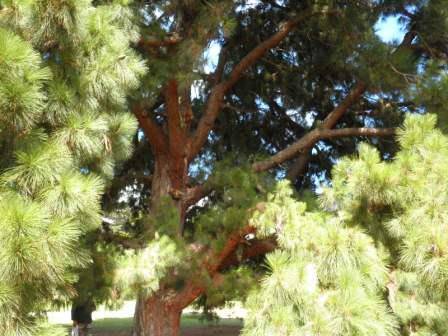 T12172 Pinus canariensis