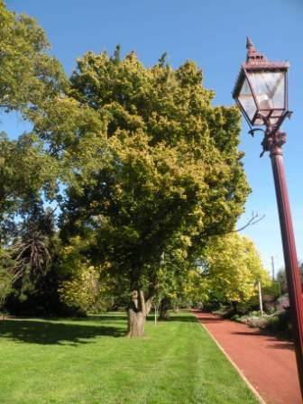 T11320 Ulmus x hollandica 'Wredei'