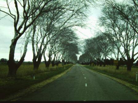 T11820 Populus alba 
