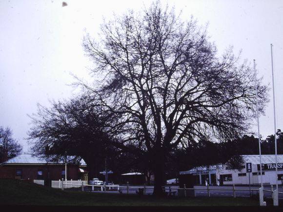 T11821 Quercus robur