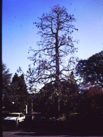 T11844 Brachychiton acerifolius 