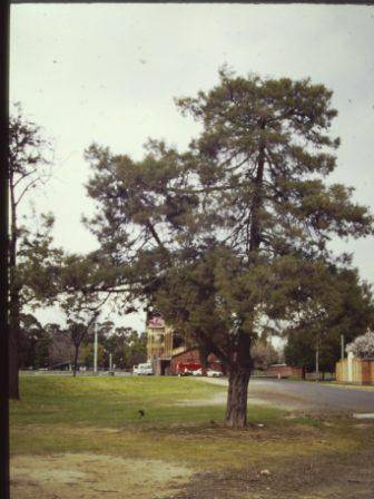 T11846 Juniperus phoenicea 