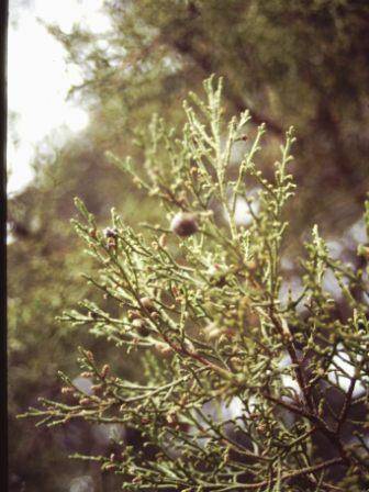 T11846 Juniperus phoenicea 
