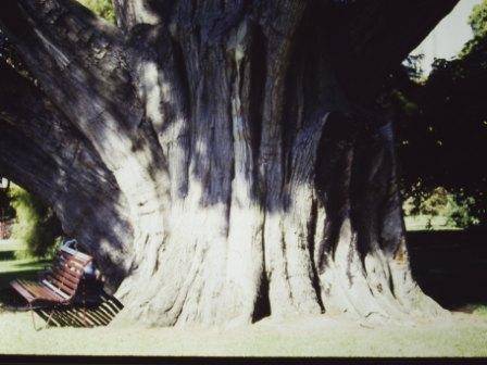 T11848 Cupressus macrocarpa 