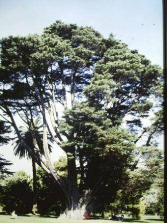 T11848 Cupressus macrocarpa