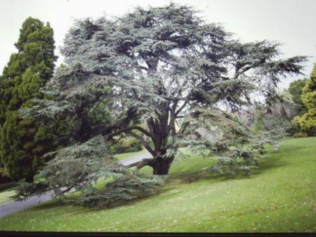 T11849 Cedrus libani