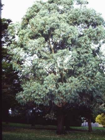 T11857 Eucalyptus chapmaniana