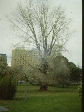 T11859 Populus x camaldensis aurea