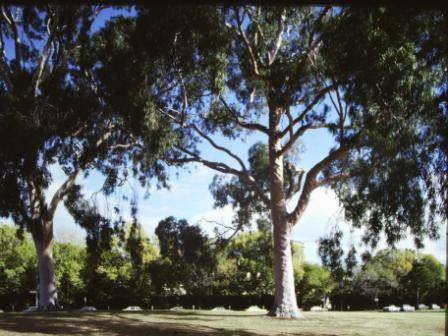 T11860 Corymbia citriodora 