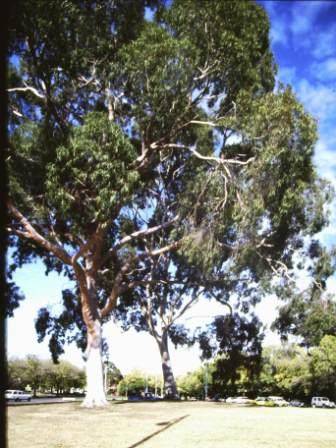 T11860 Corymbia citriodora