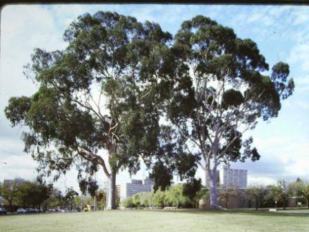 T11860 Corymbia citriodora 