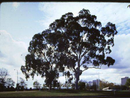 T11860 Corymbia citriodora.JPG