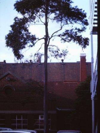 T11863 Corymbia maculata