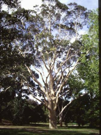 T11865 Corymbia maculata 