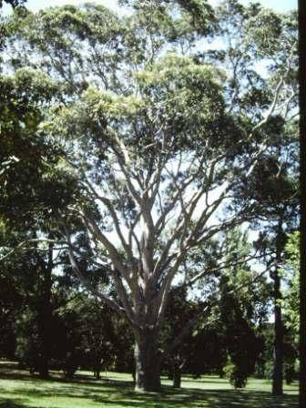 T11865 Corymbia maculata 