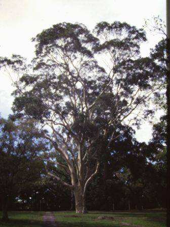 T11865 Corymbia maculata