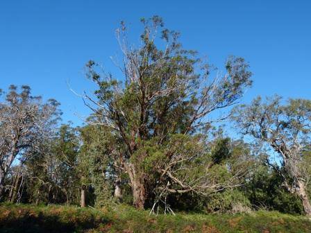 T12130 Eucalyptus botryoides