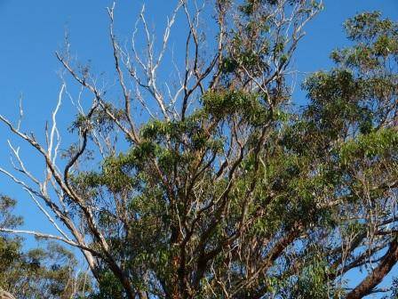 T12130 Eucalyptus botryoides