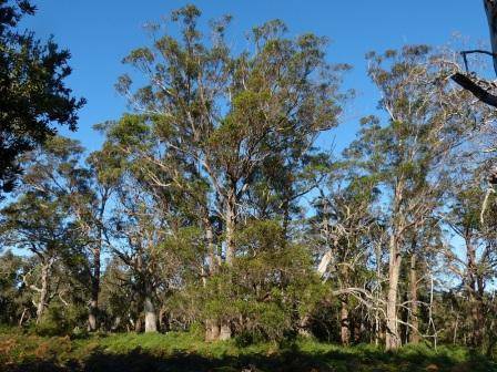 T12130 Eucalyptus botryoides