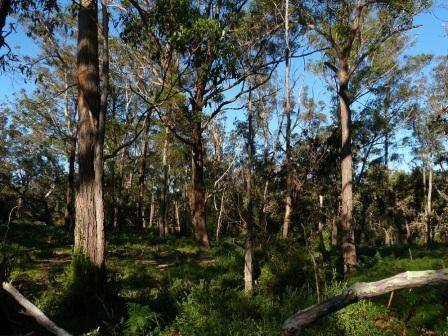 T12130 Eucalyptus botryoides