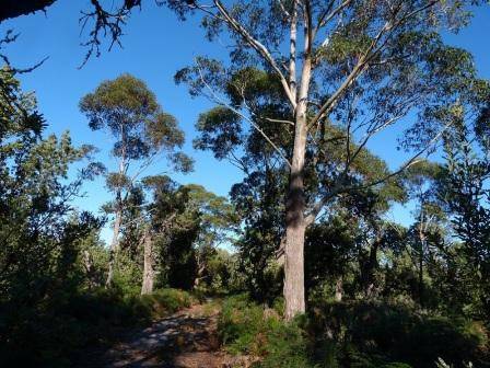 T12130 Eucalyptus botryoides